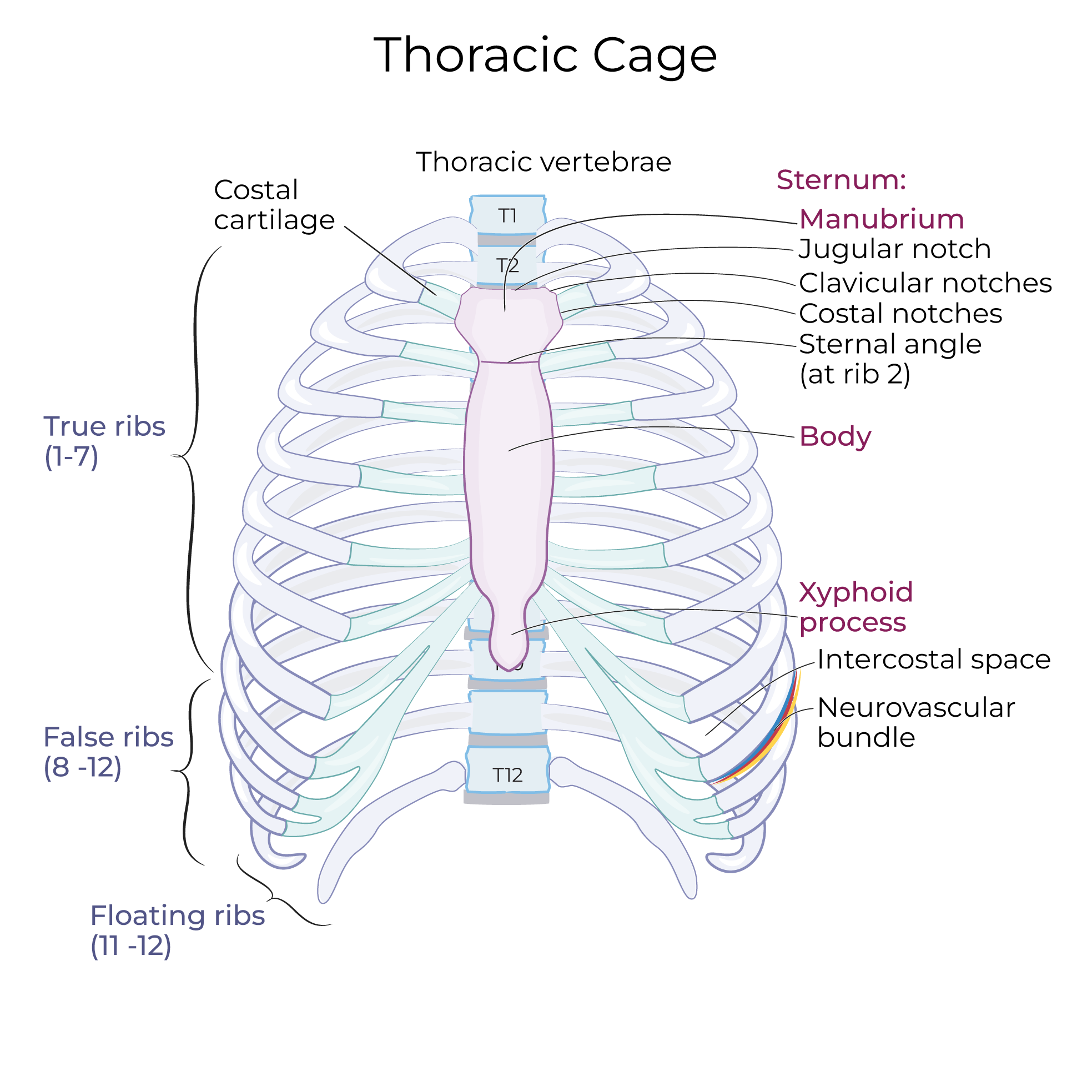 Thoracic Cage, ribs, sternum, intercostal