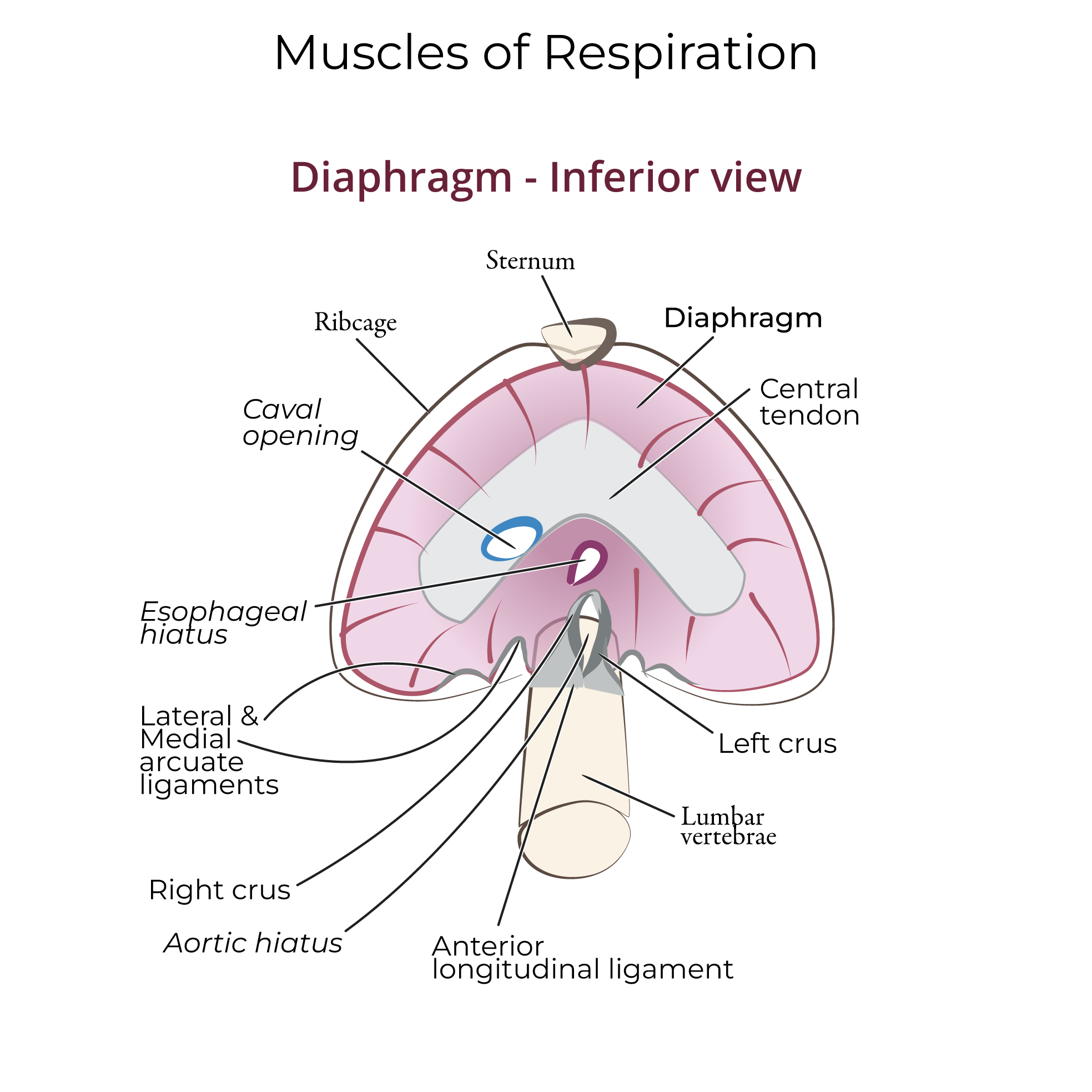 Muscles of Respiration, diaphragm, caval opening, esophageal hiatus, aortic hiatus, central tendon, arcuate ligaments