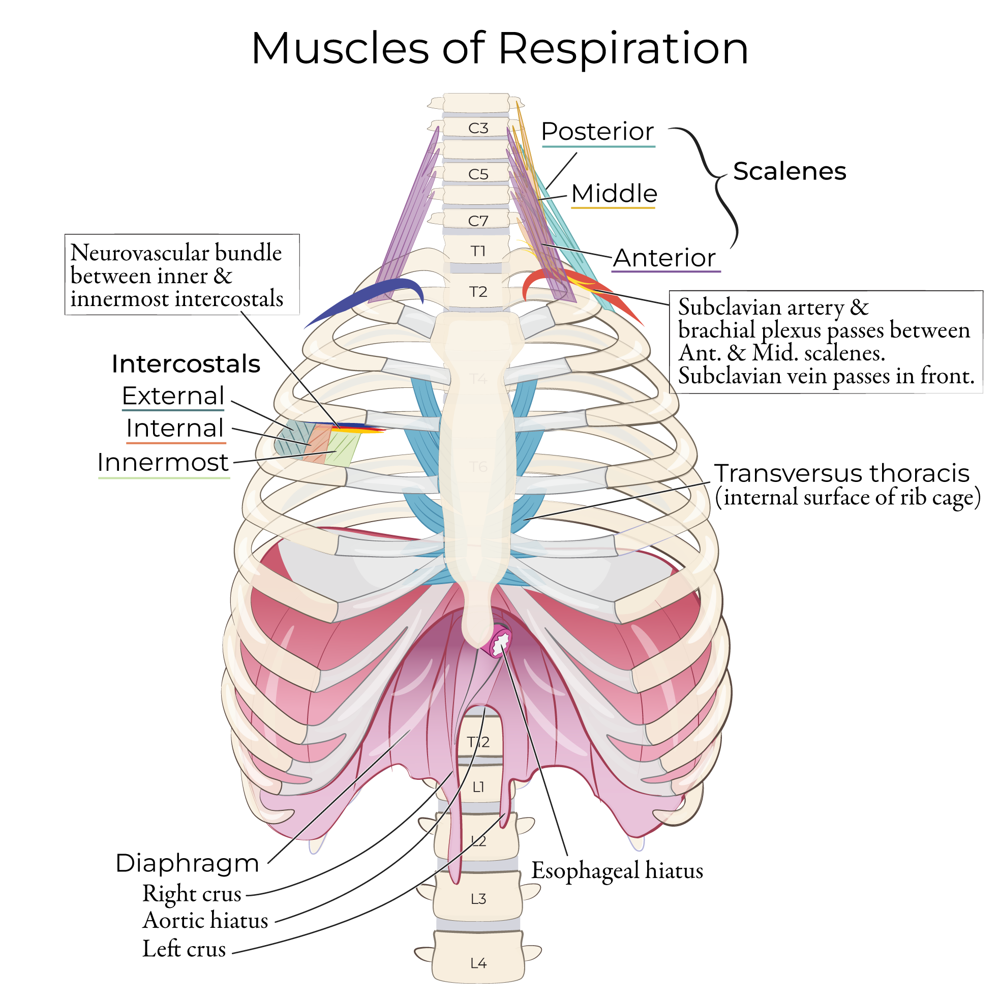Muscles of Respiration, intercostals, transversus thoracis, diaphragm, scalenes