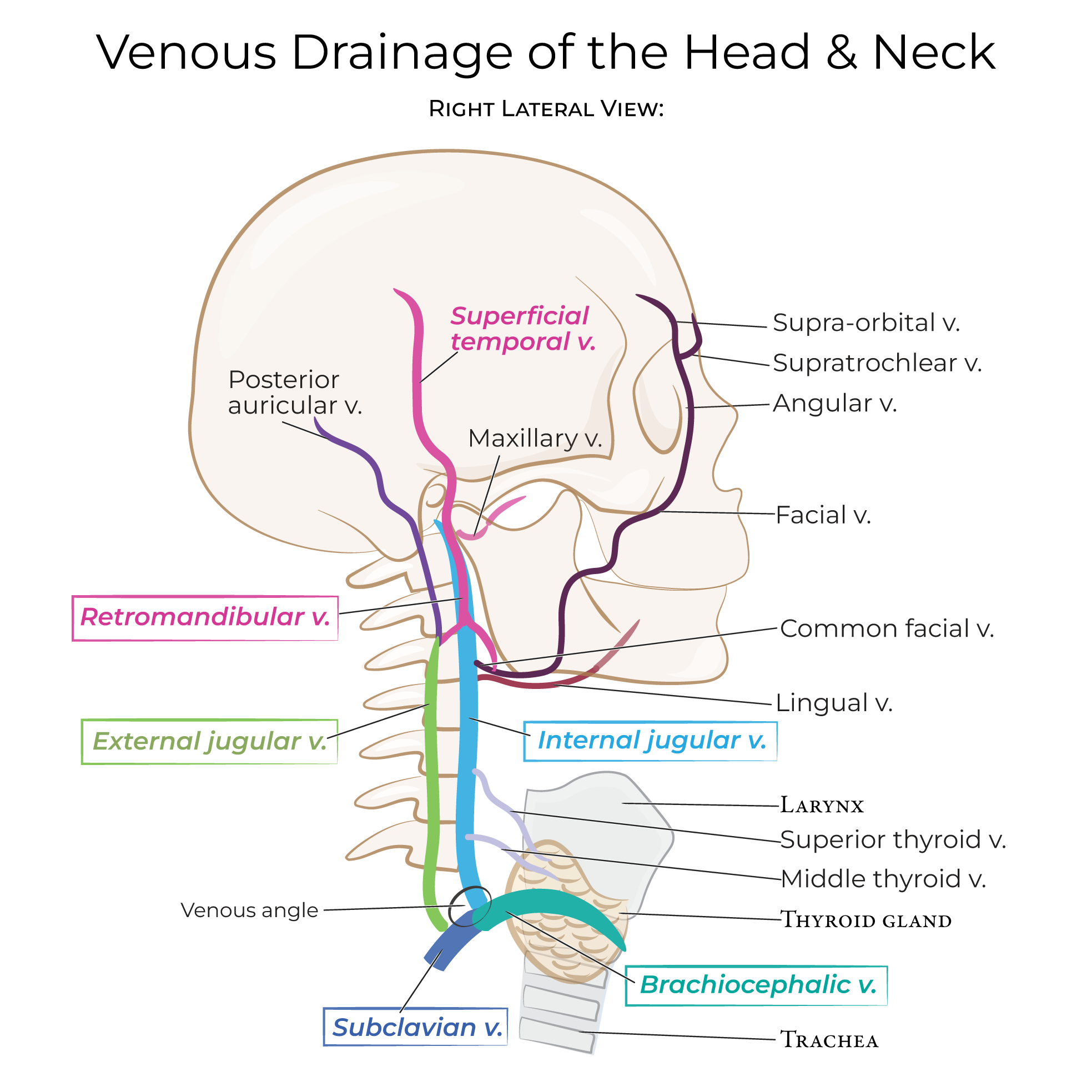 veins of head and neck, brachiocephalic vein, jugular vein