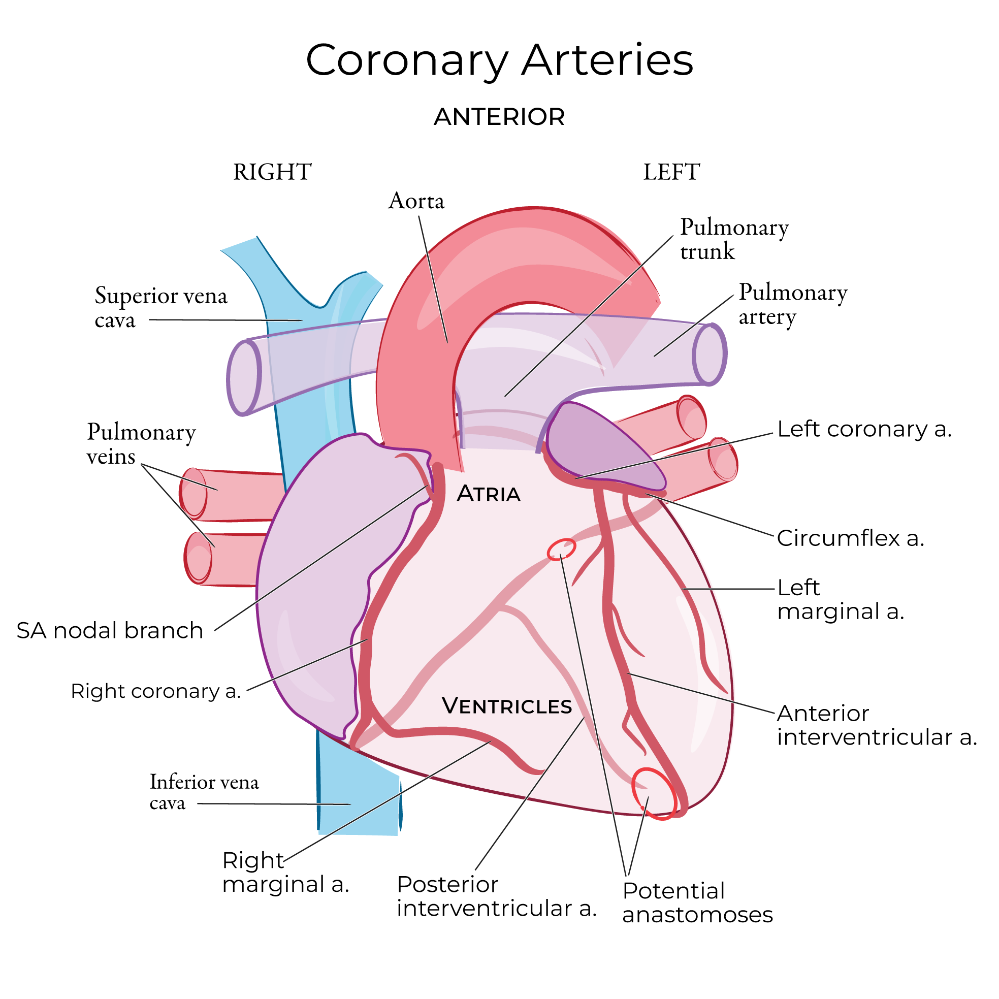 Heart - Coronary Arteries