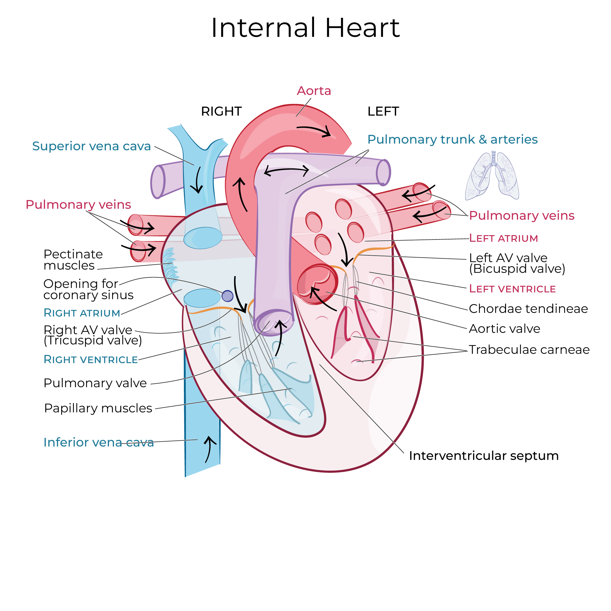 heart, ventricle, atria, papillary muscles, valves, interatrial septum, fossa ovalis 