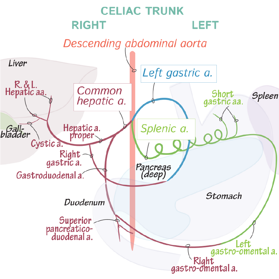 celiac trunk