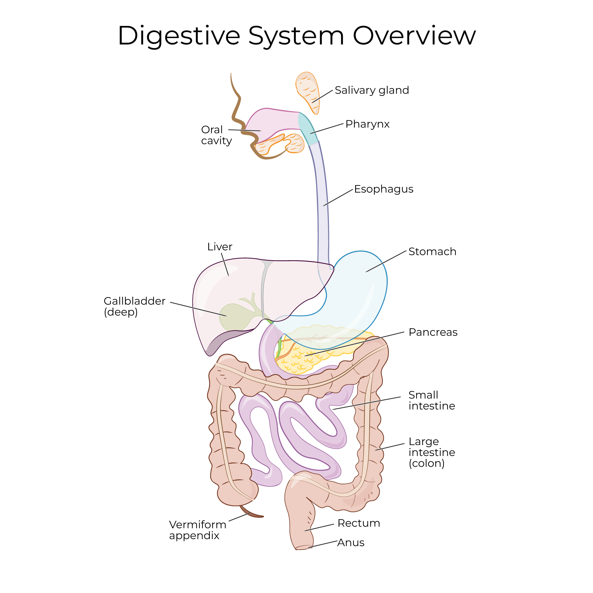 Digestive System Anatomy Overview