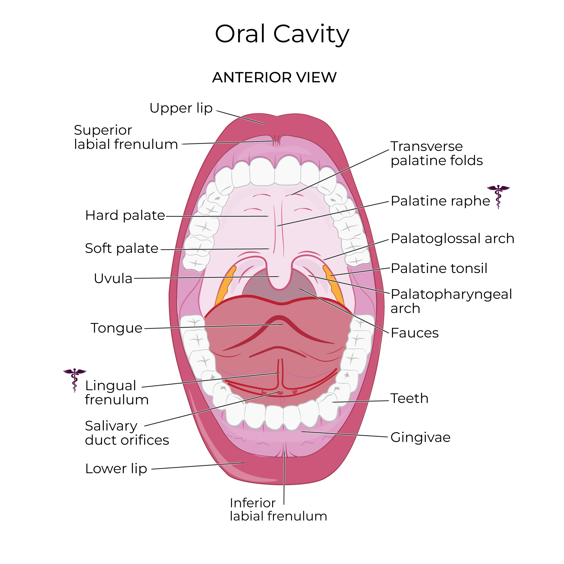 Oral Cavity anatomy, mouth anatomy, oral anatomy