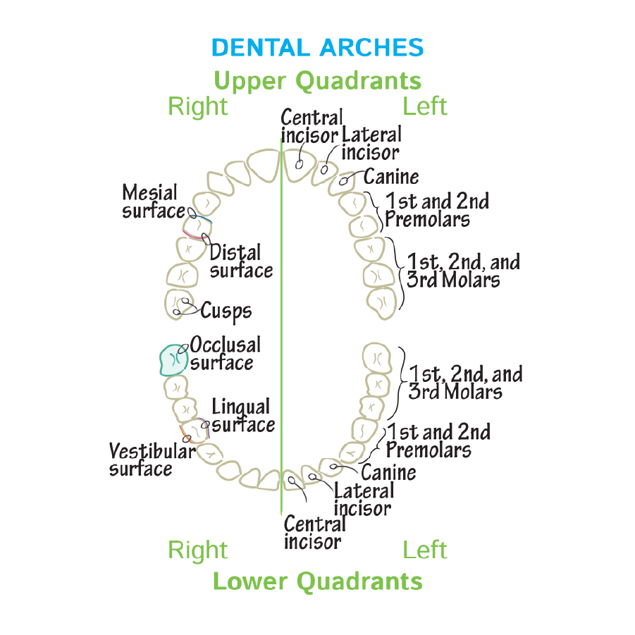 Dental Arches