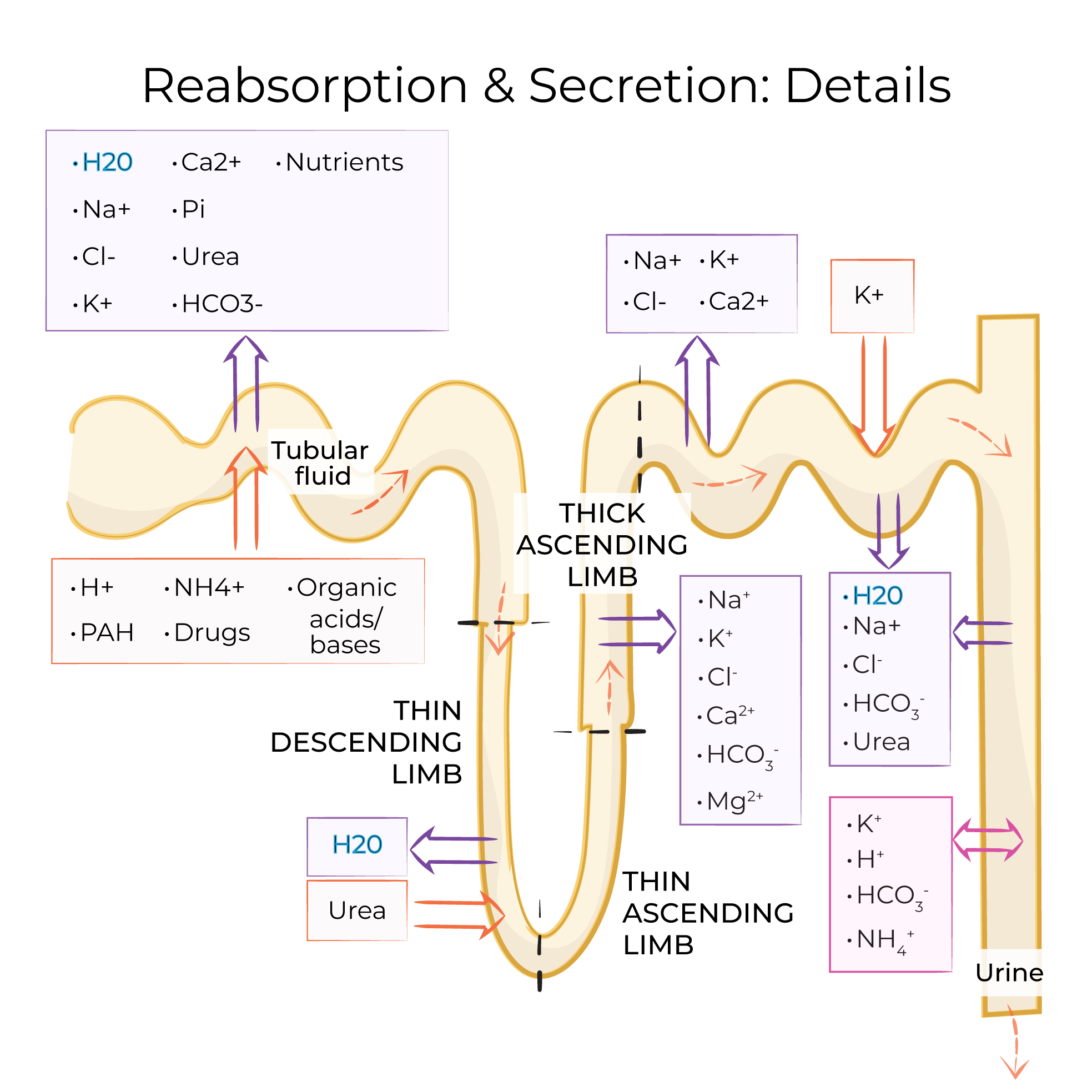 Nephron Reabsorption & Secretion