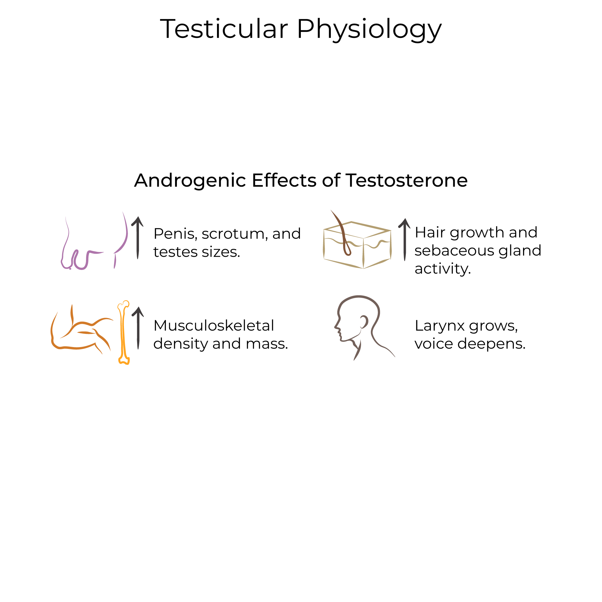 Androgenic effects, Testosterone physiology