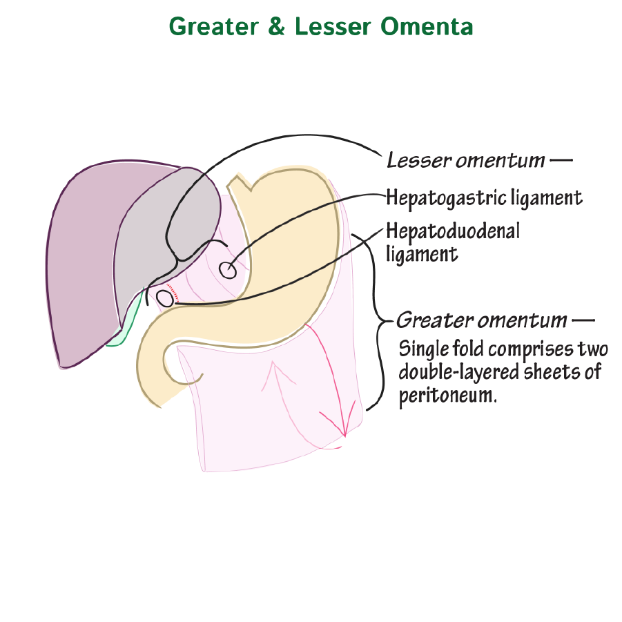 Greater Omentum & Lesser Omentum