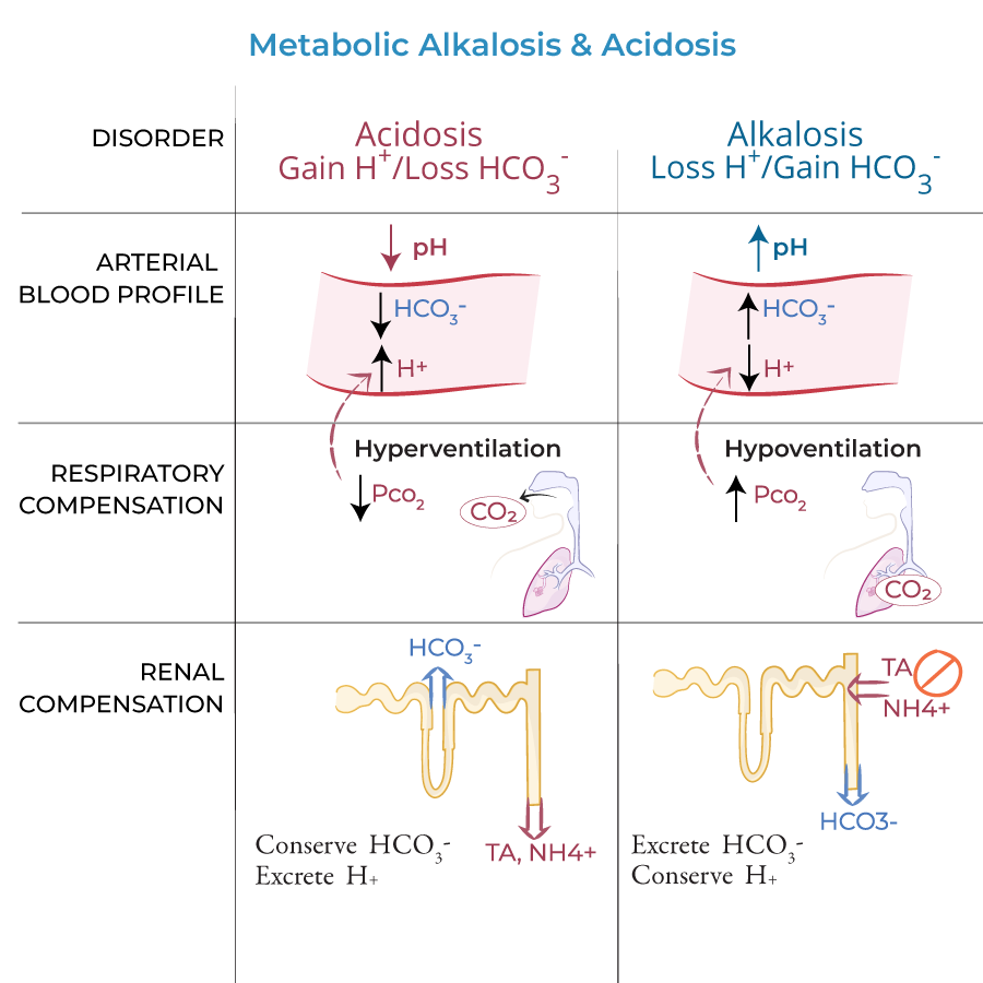 metabolic alkalosis and acidosis