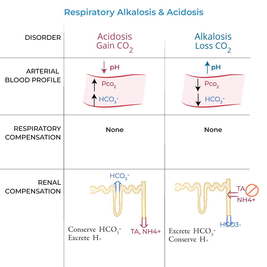 respiratory alkalosis and acidosis