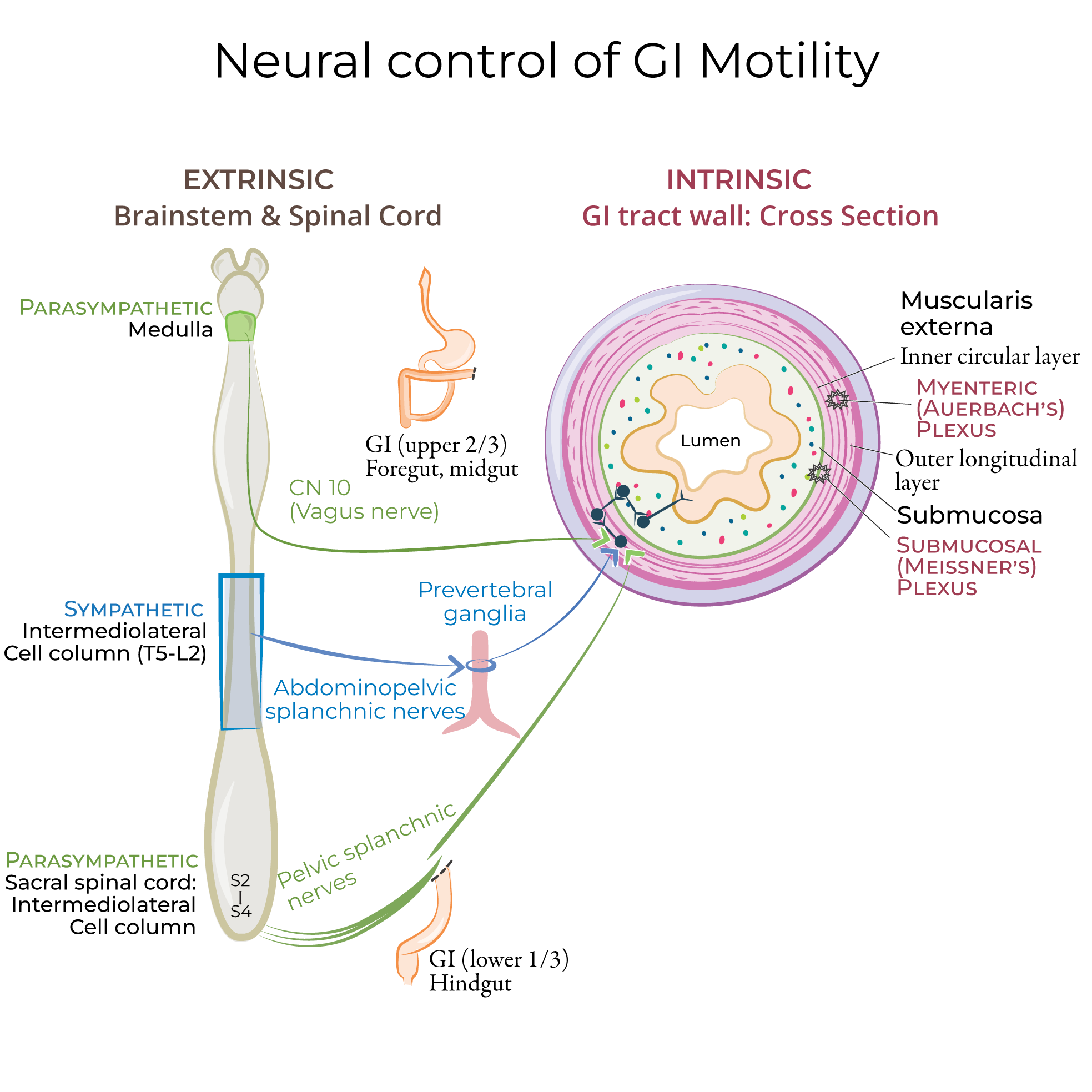 Neural Control of GI Motility 