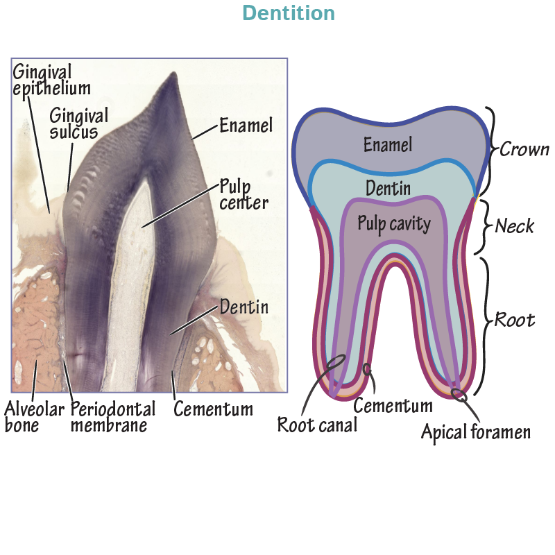 Tooth Anatomy & Histology
