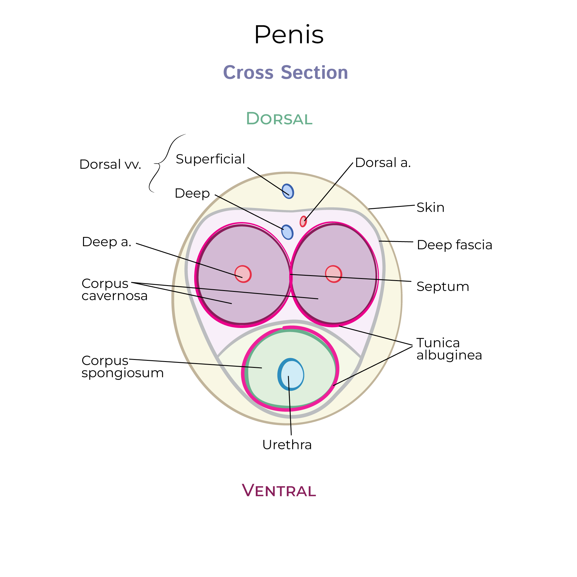 Penis Anatomy, corpus spongiosum, corpus cavernosum, penile urethra
