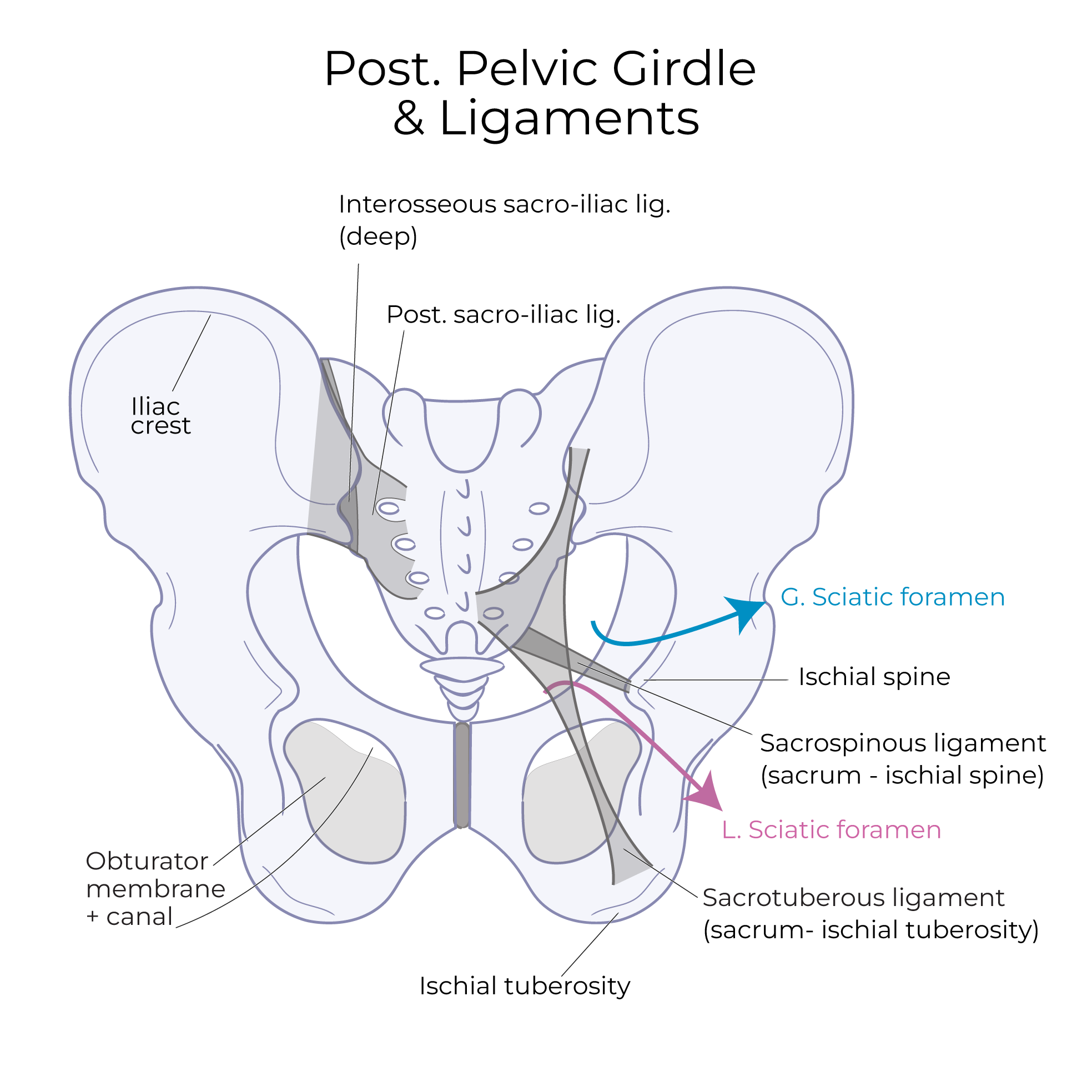 sacrospinous ligament, sacrotuberous ligament, pelvic ligaments