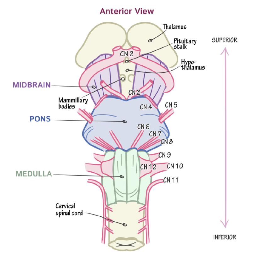 Cranial Nerves