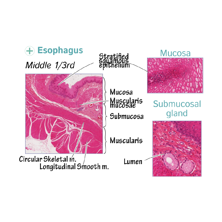 Histology - Esophagus
