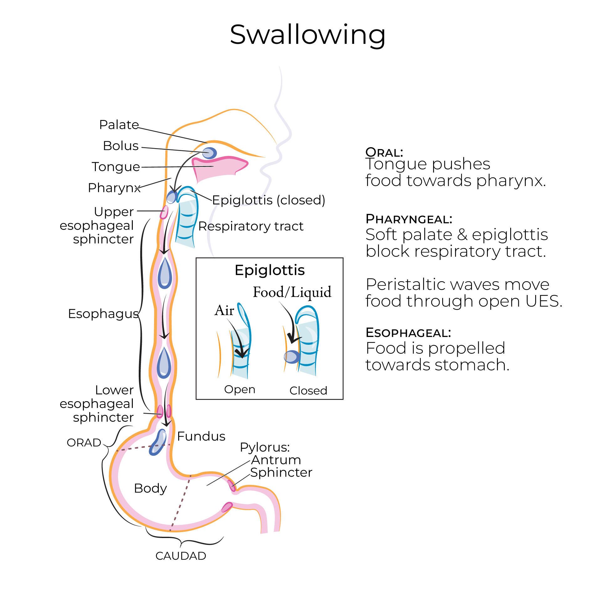 Swallowing