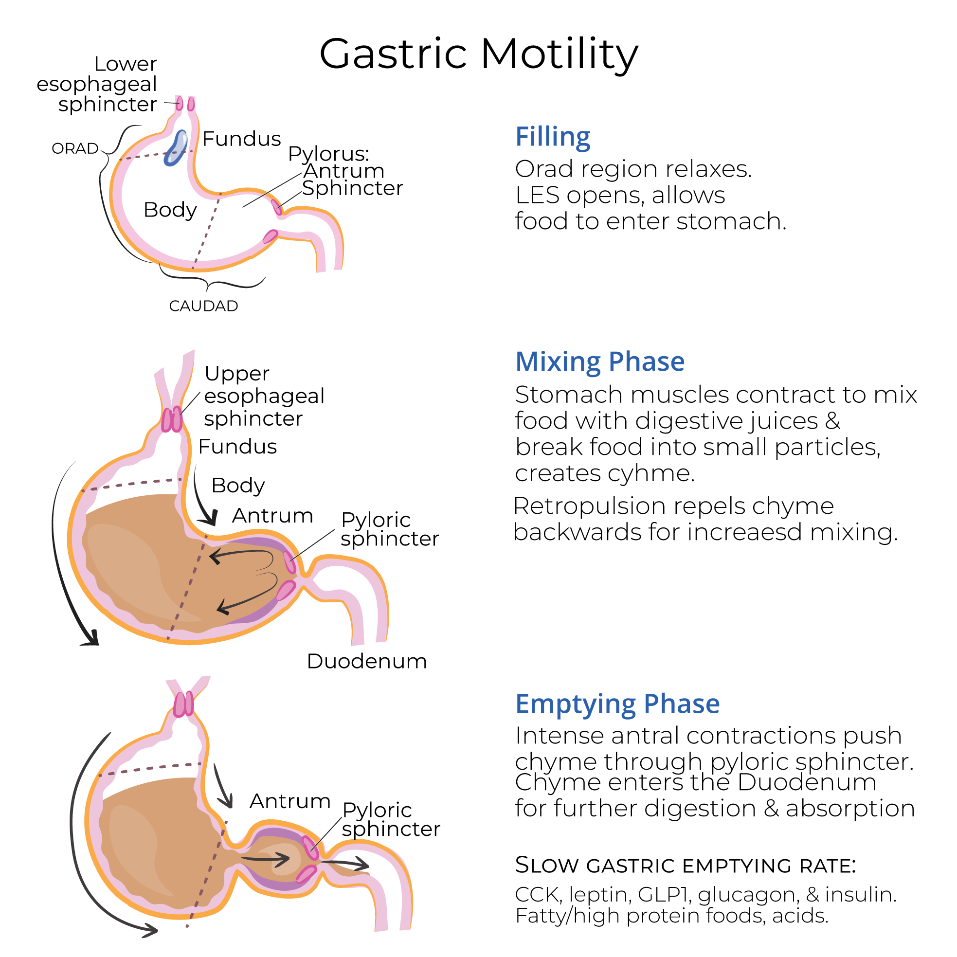 Gastric Motility