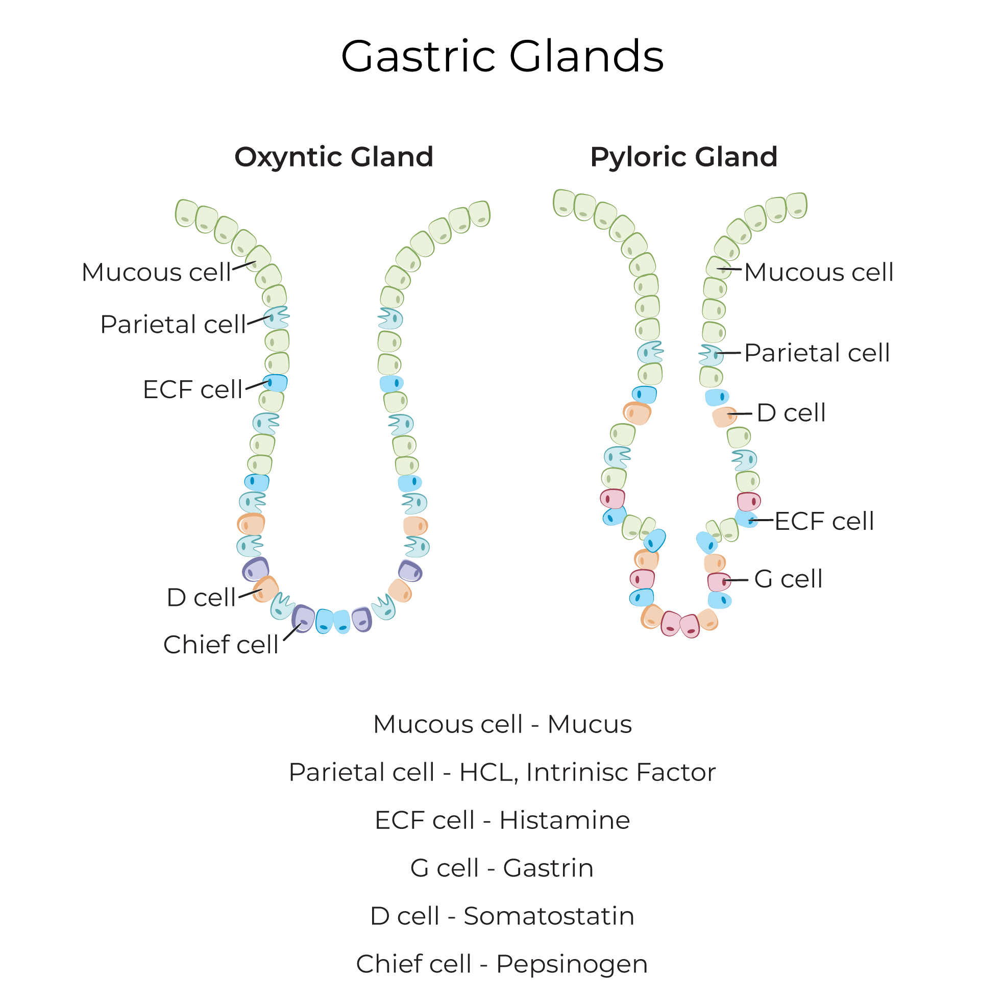 Gastric glands