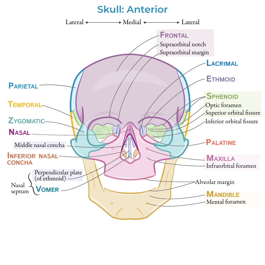 skull, frontal bone, zygomatic, maxilla, orbit, nasal cavity, sphenoid