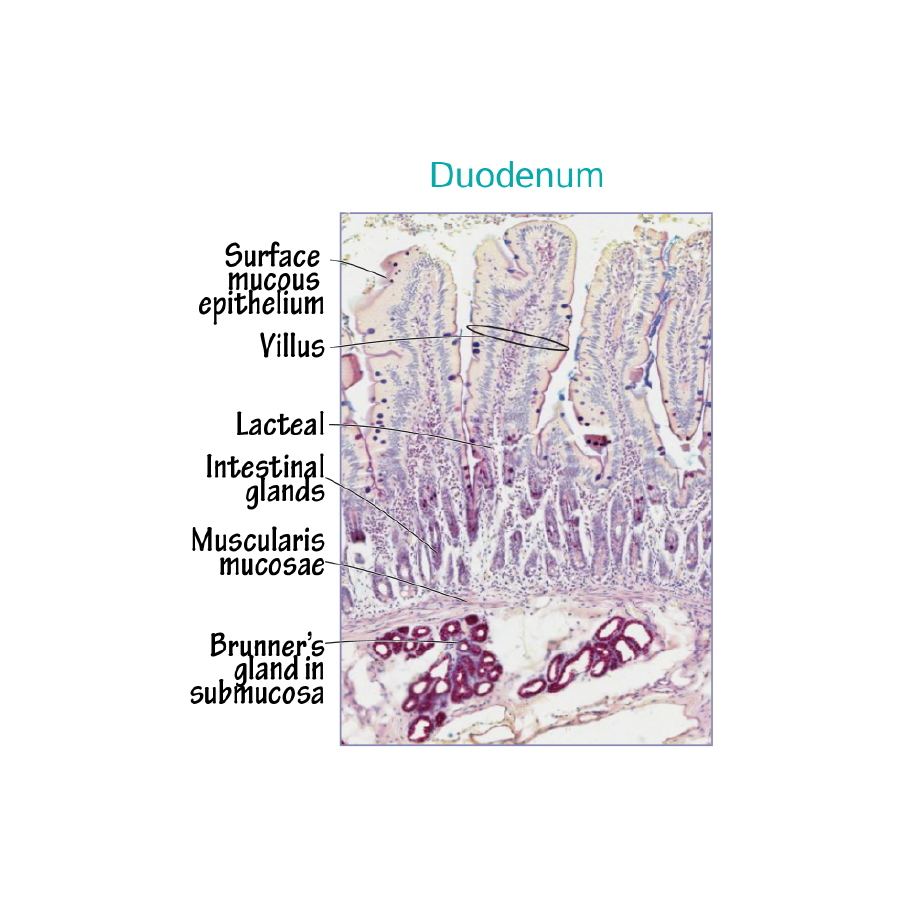 duodenum histology
