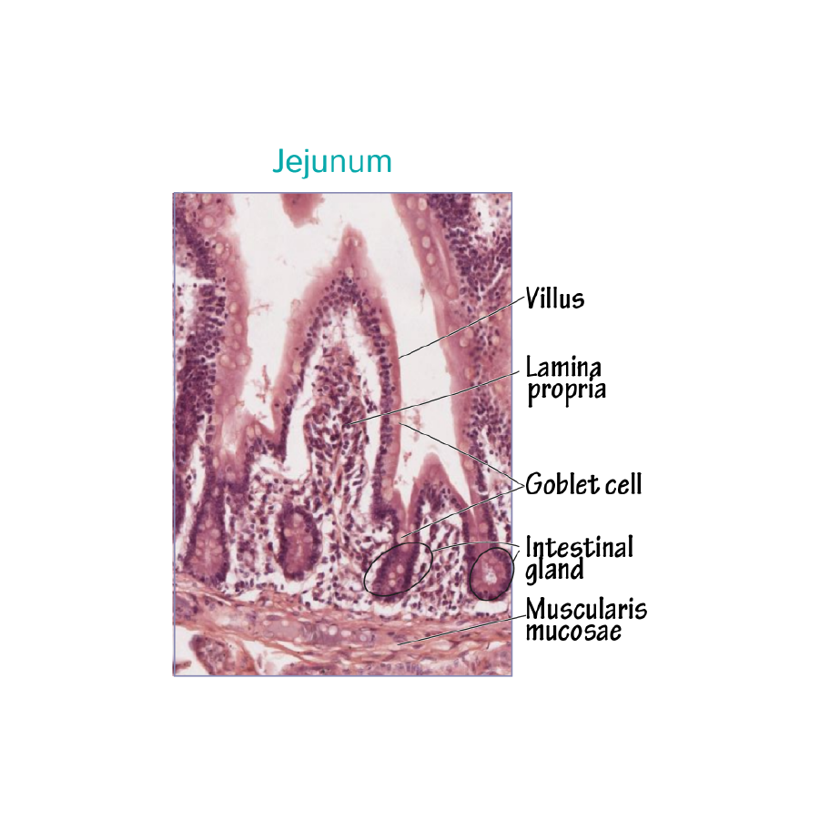 jejunum histology