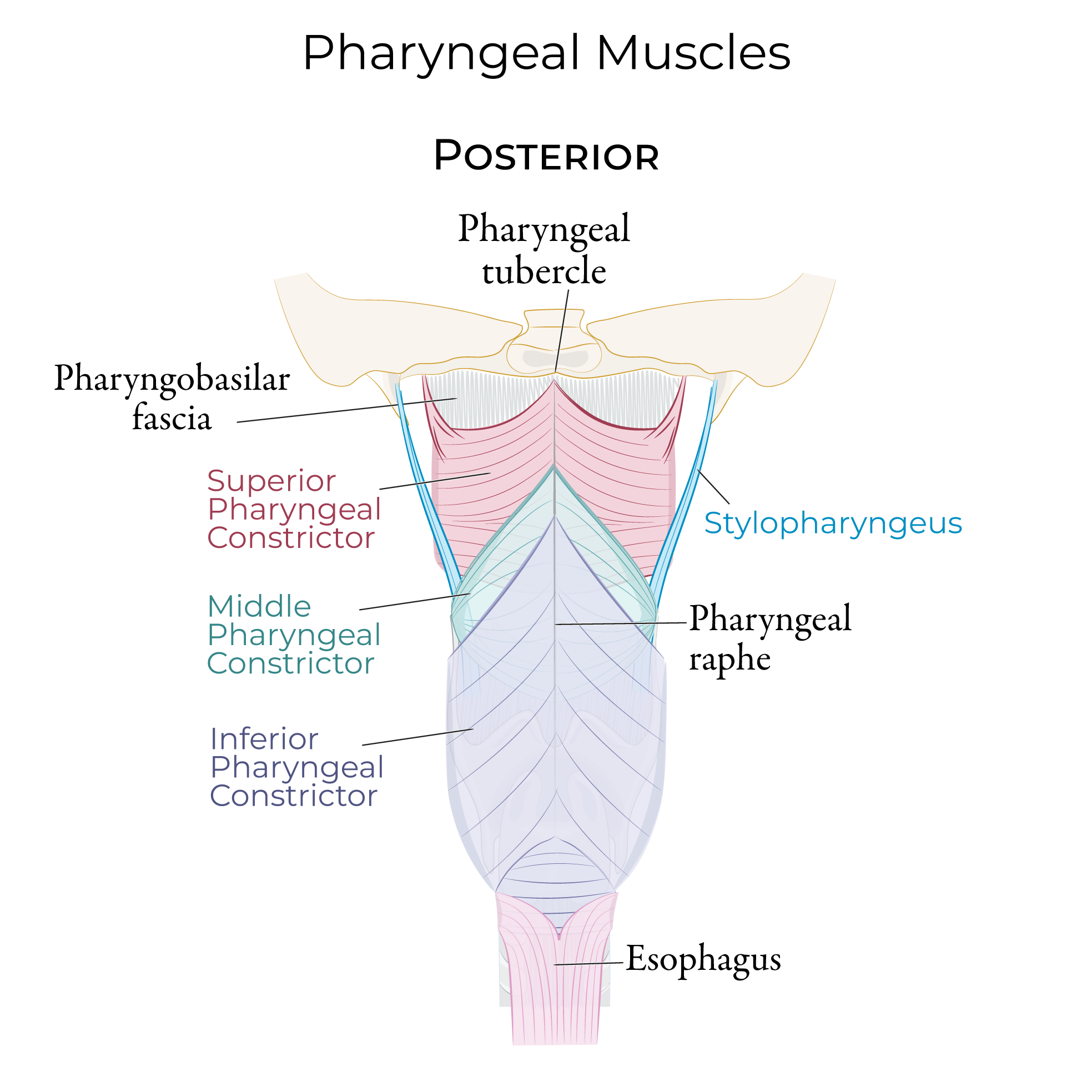Pharyngeal muscles, pharyngeal constrictors