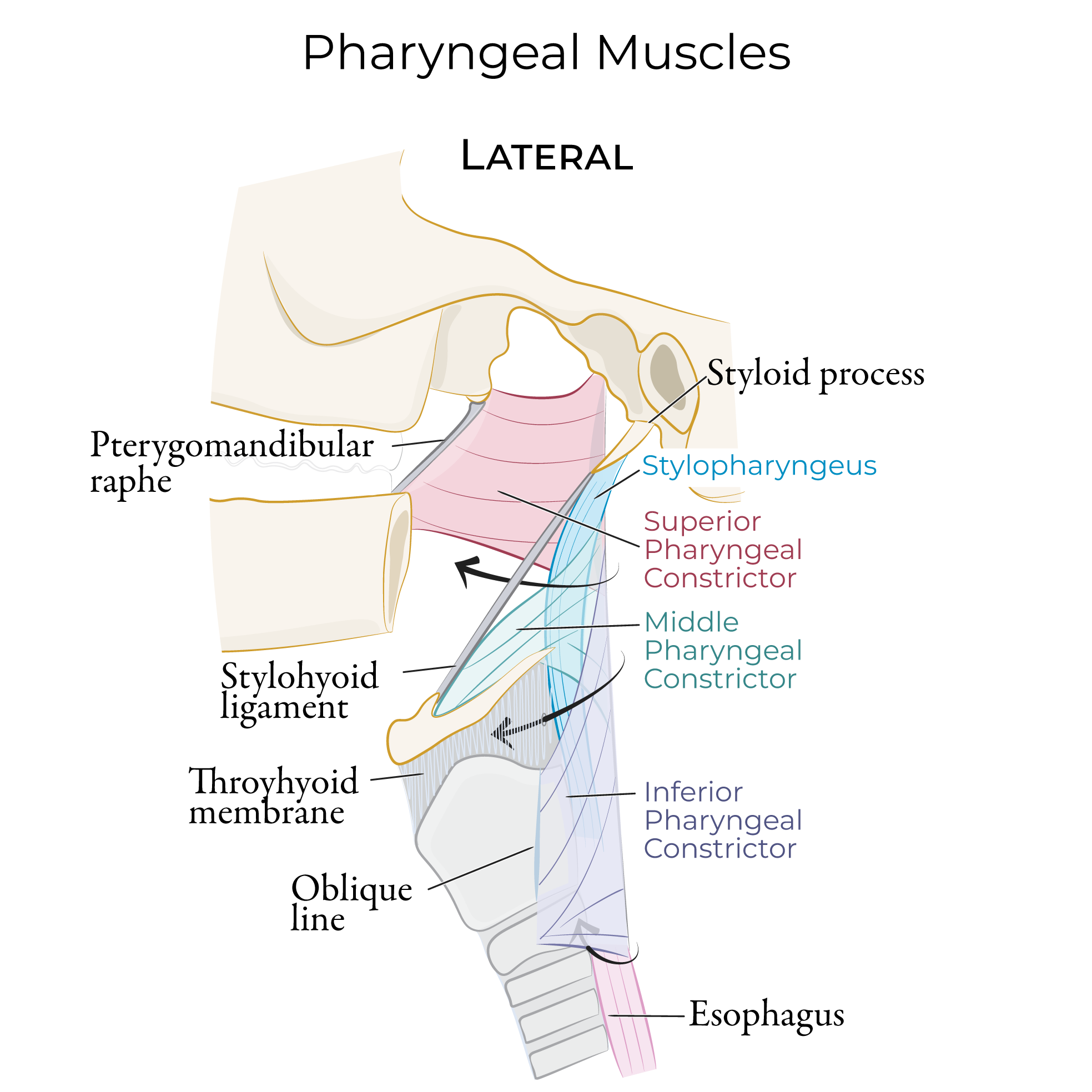 Pharyngeal muscles lateral view, pharyngeal constrictors, pharyngeal longitudinal muscles