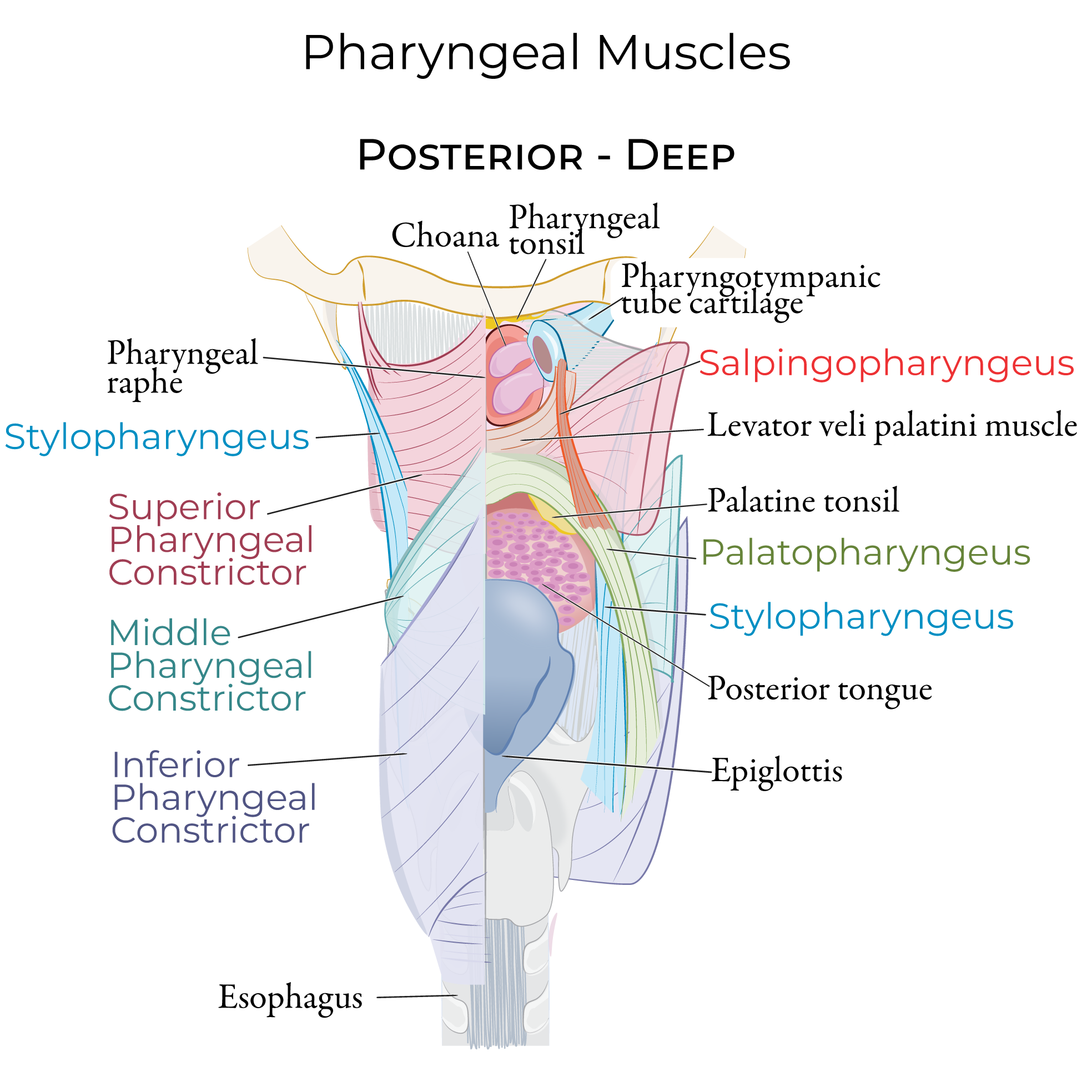 Pharyngeal muscles, pharynx, pharyngeal constrictors, deep pharyngeal muscles