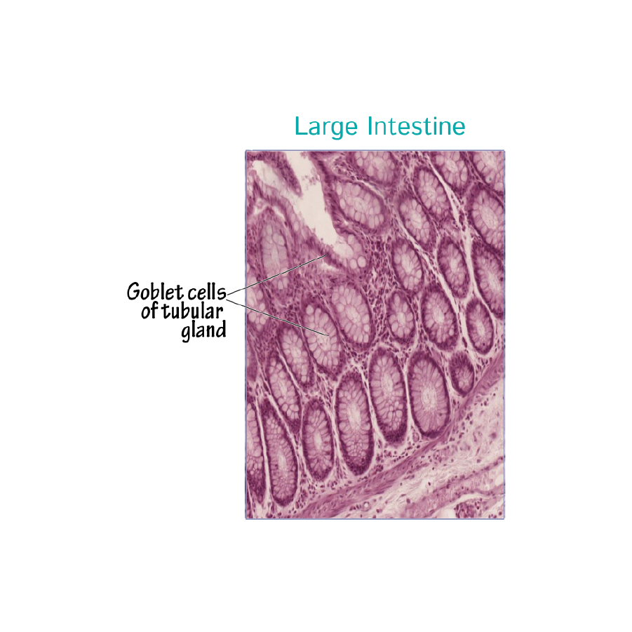 large intestine histology