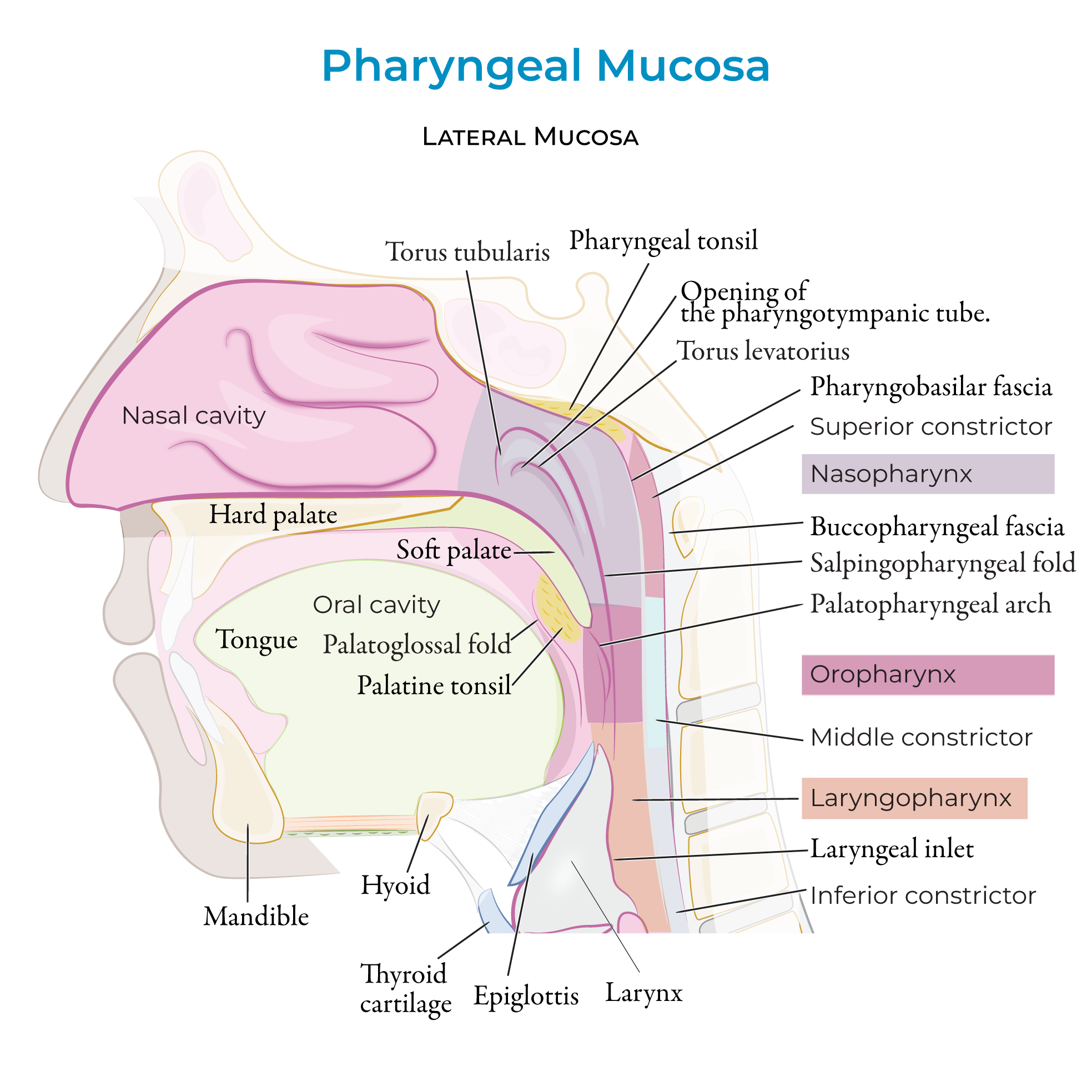 Pharyngeal mucosa, pharynx, palatoglossal fold, torus tubularis