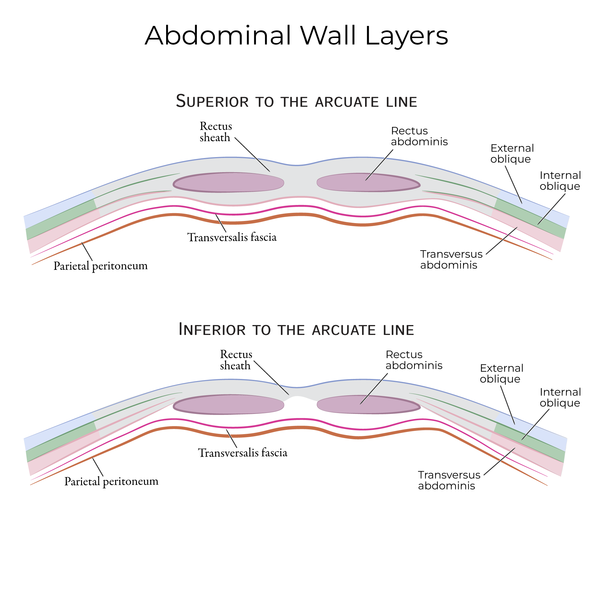 abdominal wall layers