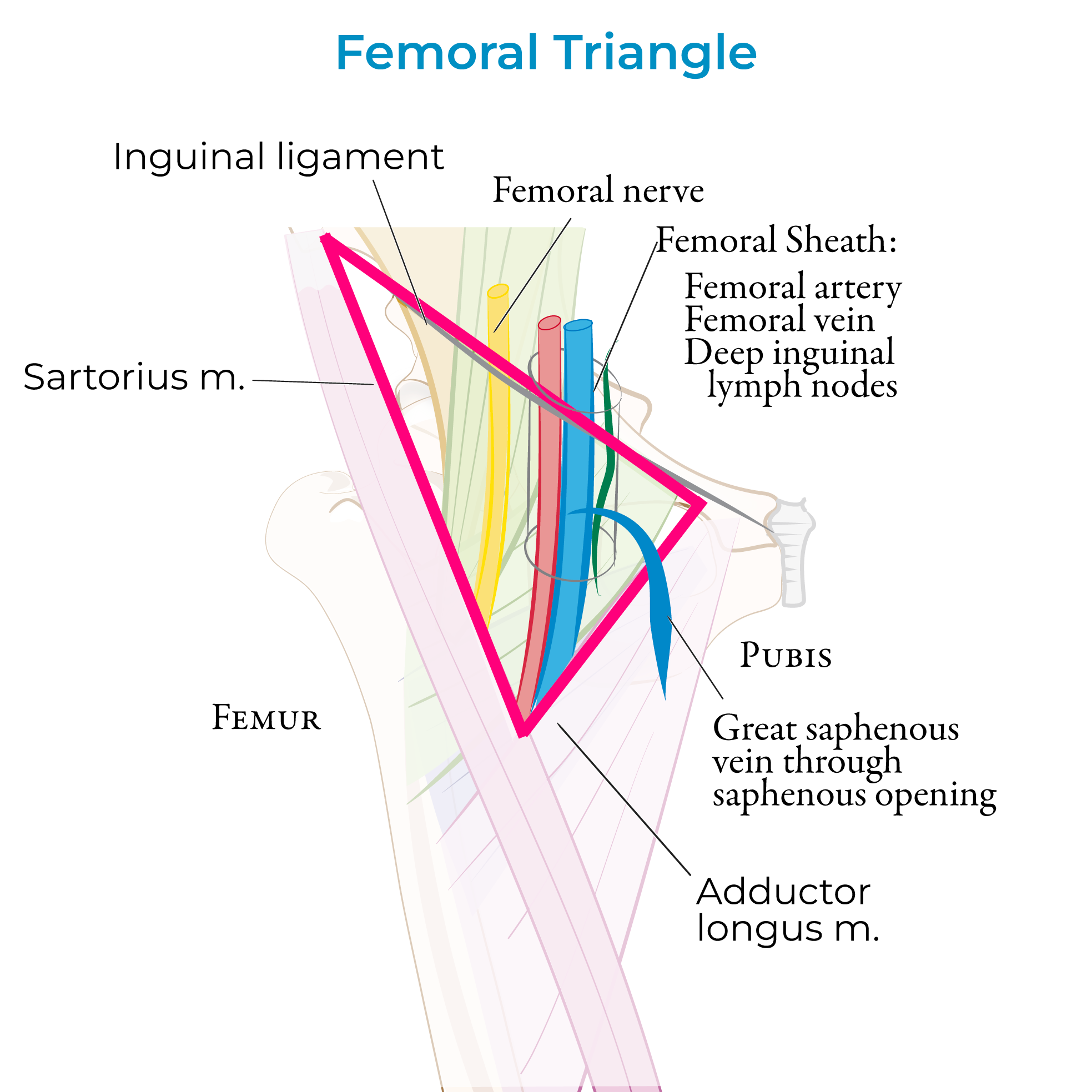 Femoral triangle, femoral hernia