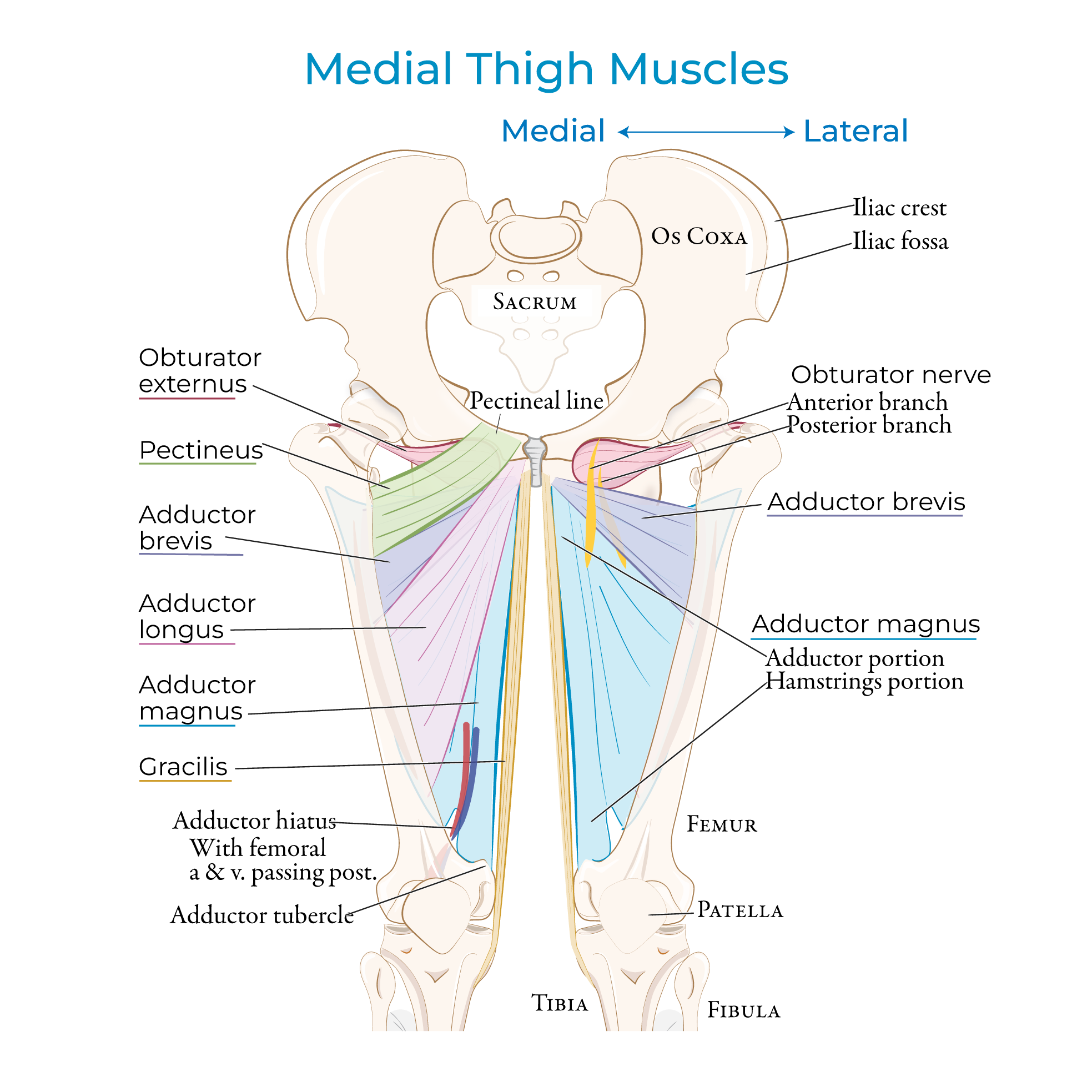 Medial thigh muscles