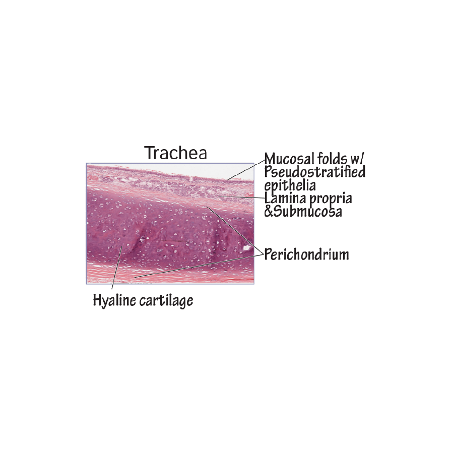 Trachea Histology