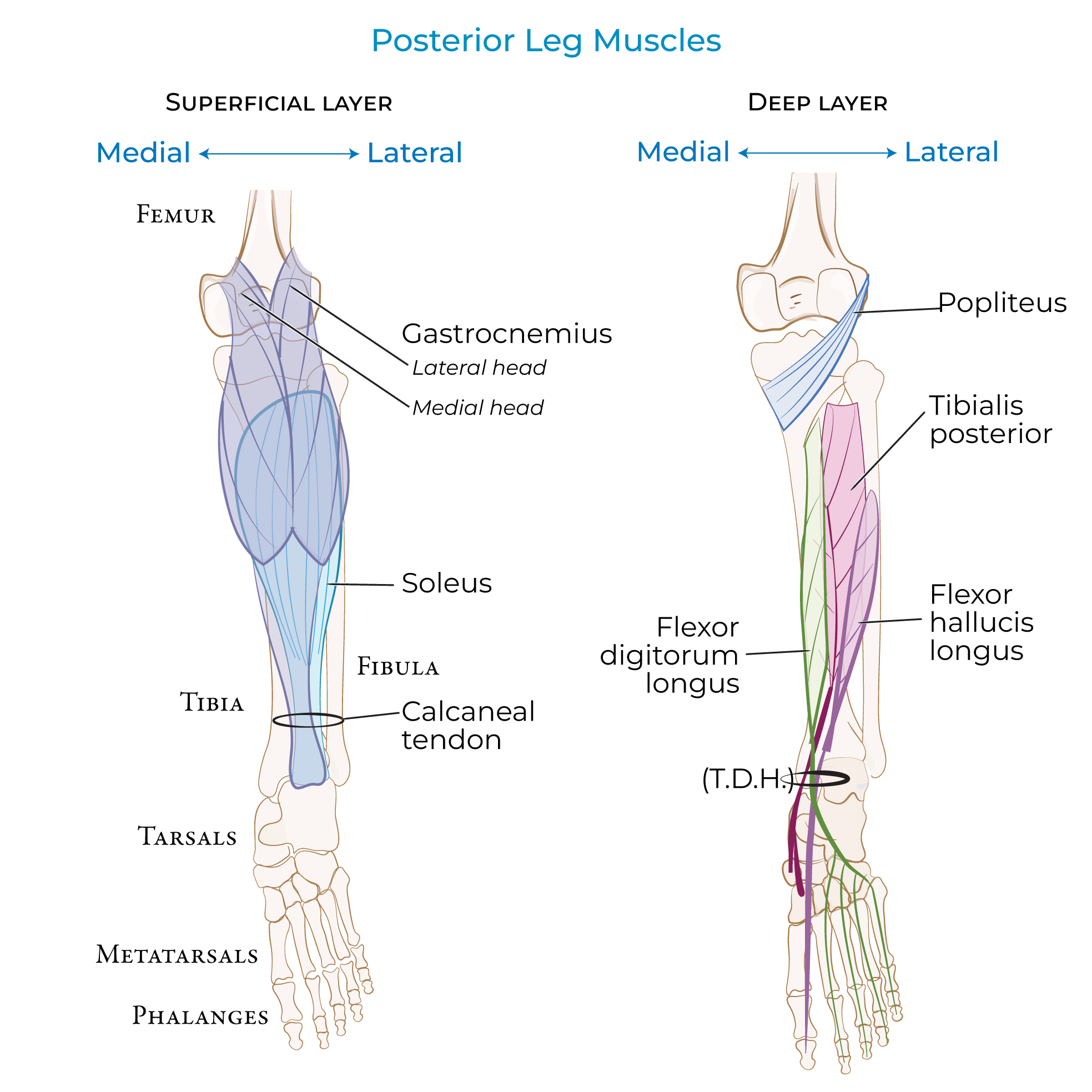 leg muscles, gastrocnemius, soleus, tibialis posterior, digitorum, hallucis