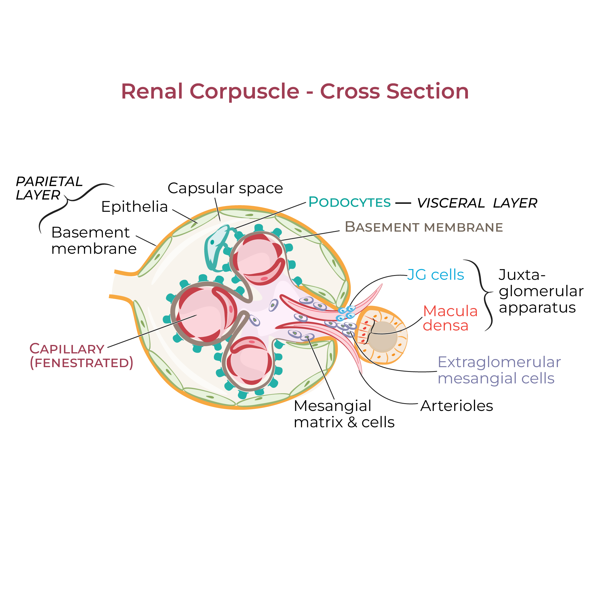 renal corpuscle