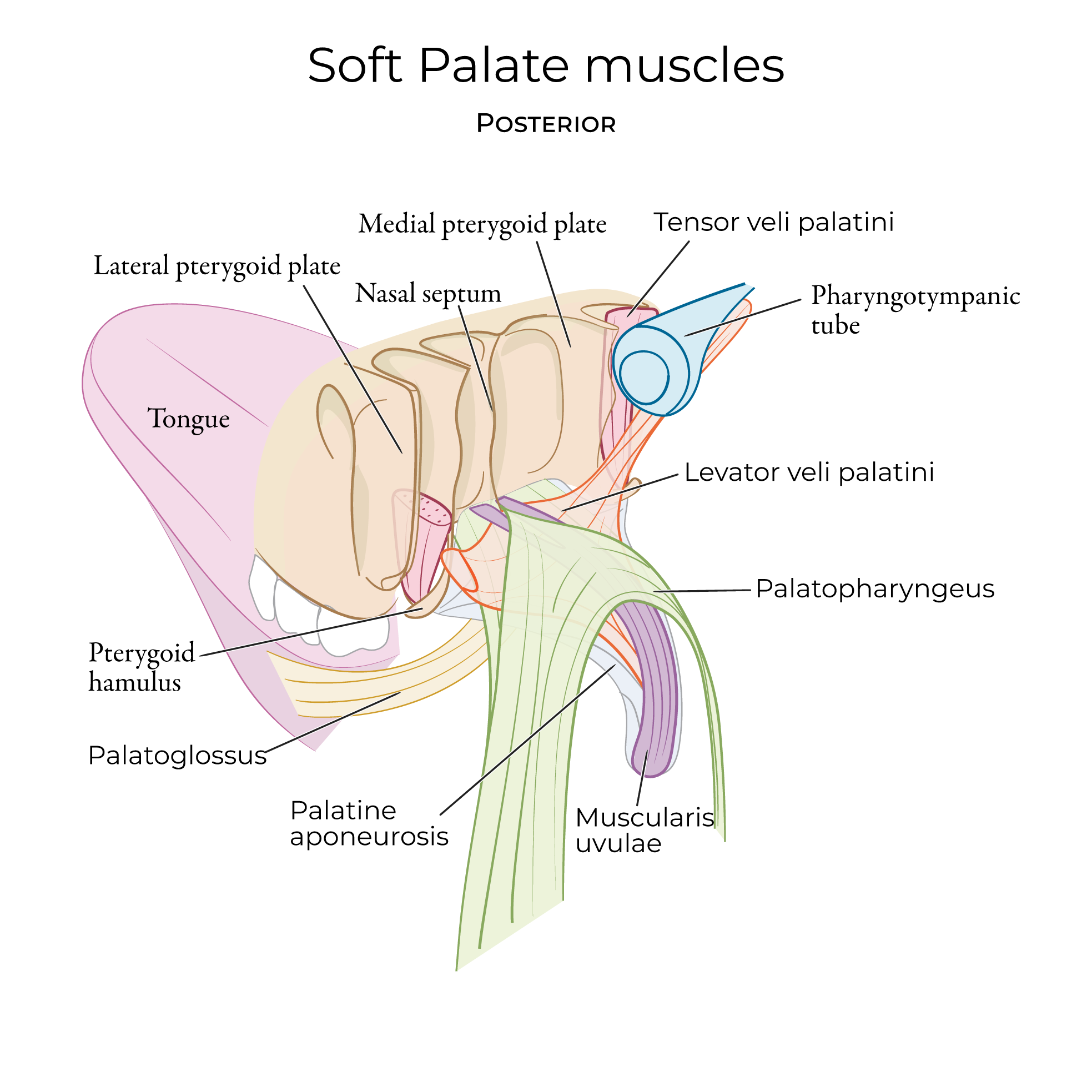soft palate aponeurosis and muscles